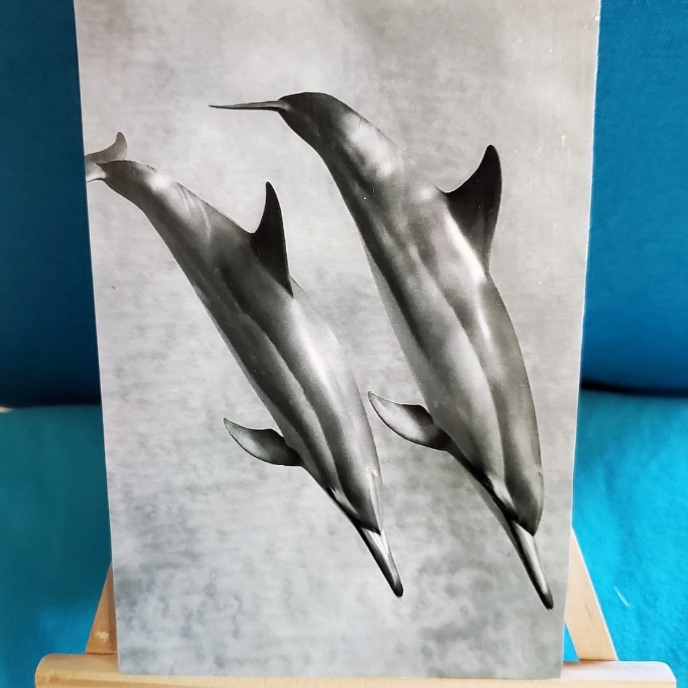 NEW Designer “Yin & Yang” Wild Dolphin Photography